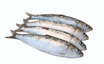 SARDINA (PILCHARDUS)